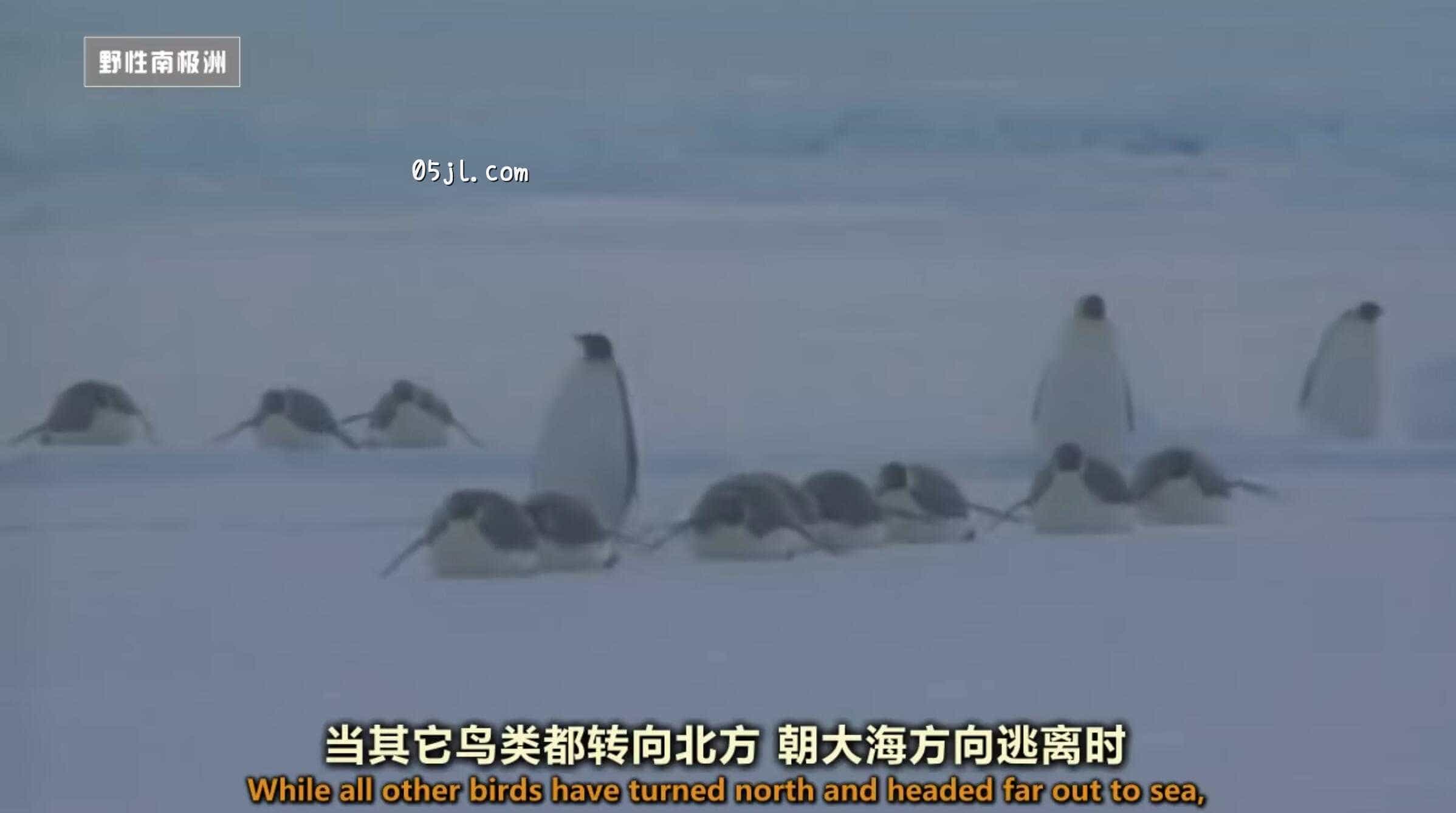 【英语中英字幕】国家地理:野性南极洲之 迎接冬季的帝企鹅 Wild Antarctica – Emperor Penguins Facing Winter 全1集 超清720P下载 No.2 【英语中英字幕】国家地理:野性南极洲之 迎接冬季的帝企鹅 Wild Antarctica – Emperor Penguins Facing Winter 全1集 超清720P下载图片 No.2