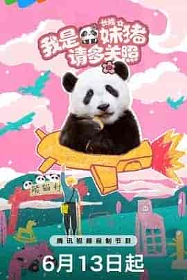 我是妹猪请多关照