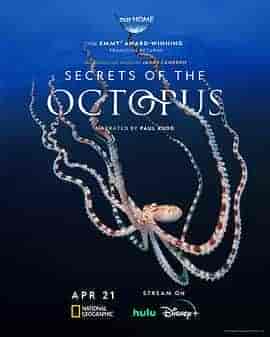 章鱼的秘密 Secrets of the Octopus